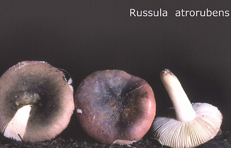 Russula atrorubens-amf1731.jpg - Russula atrorubens ; Nom français: Russule rouge et noire